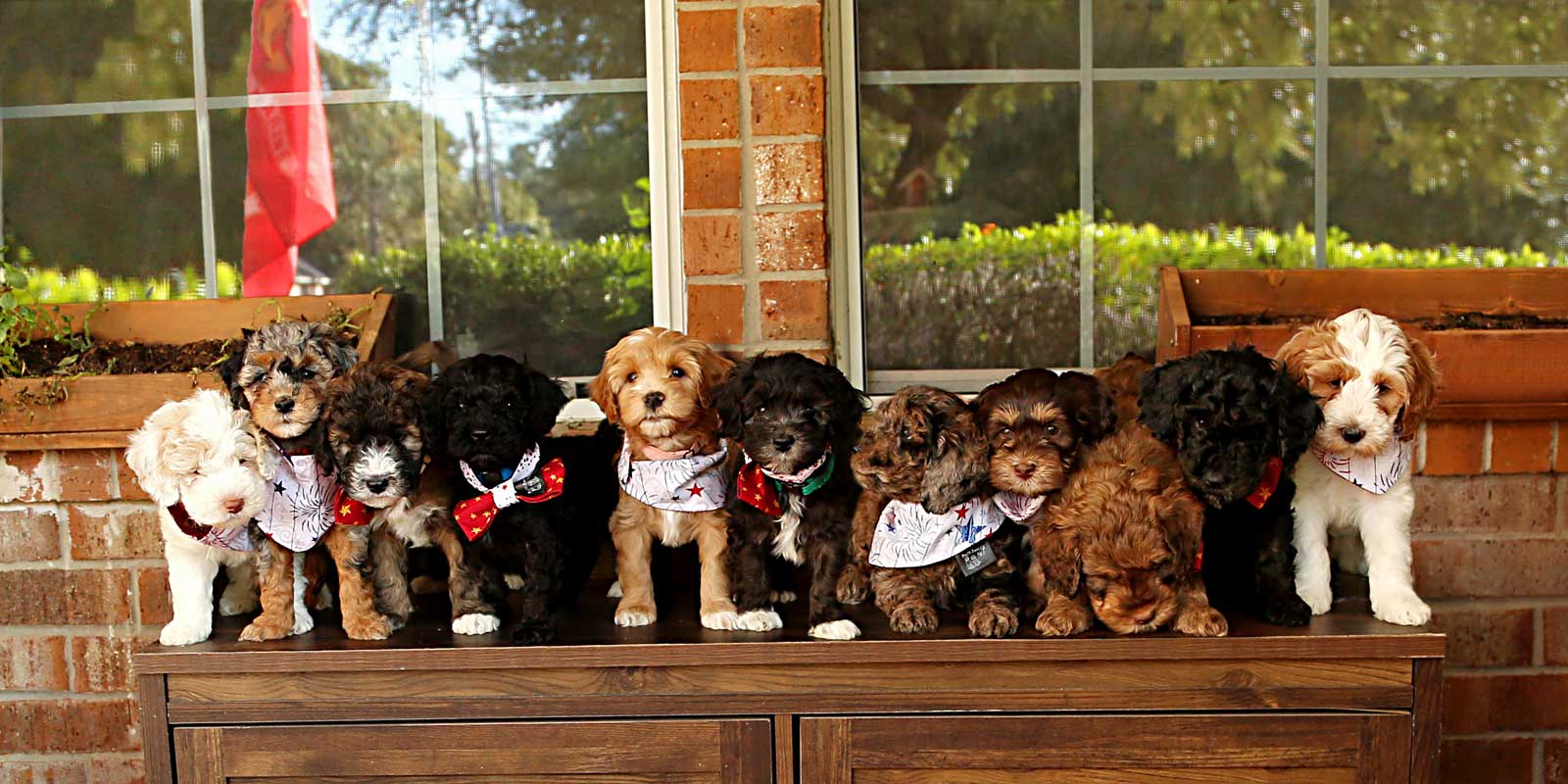 Bella + Porter doodle puppies at Life is Better with Doodles