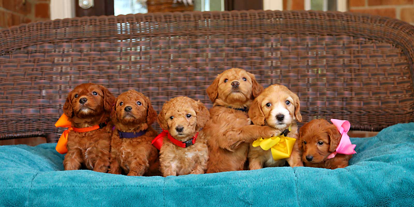 Layla + Brody doodle puppies at Life is Better with Doodles