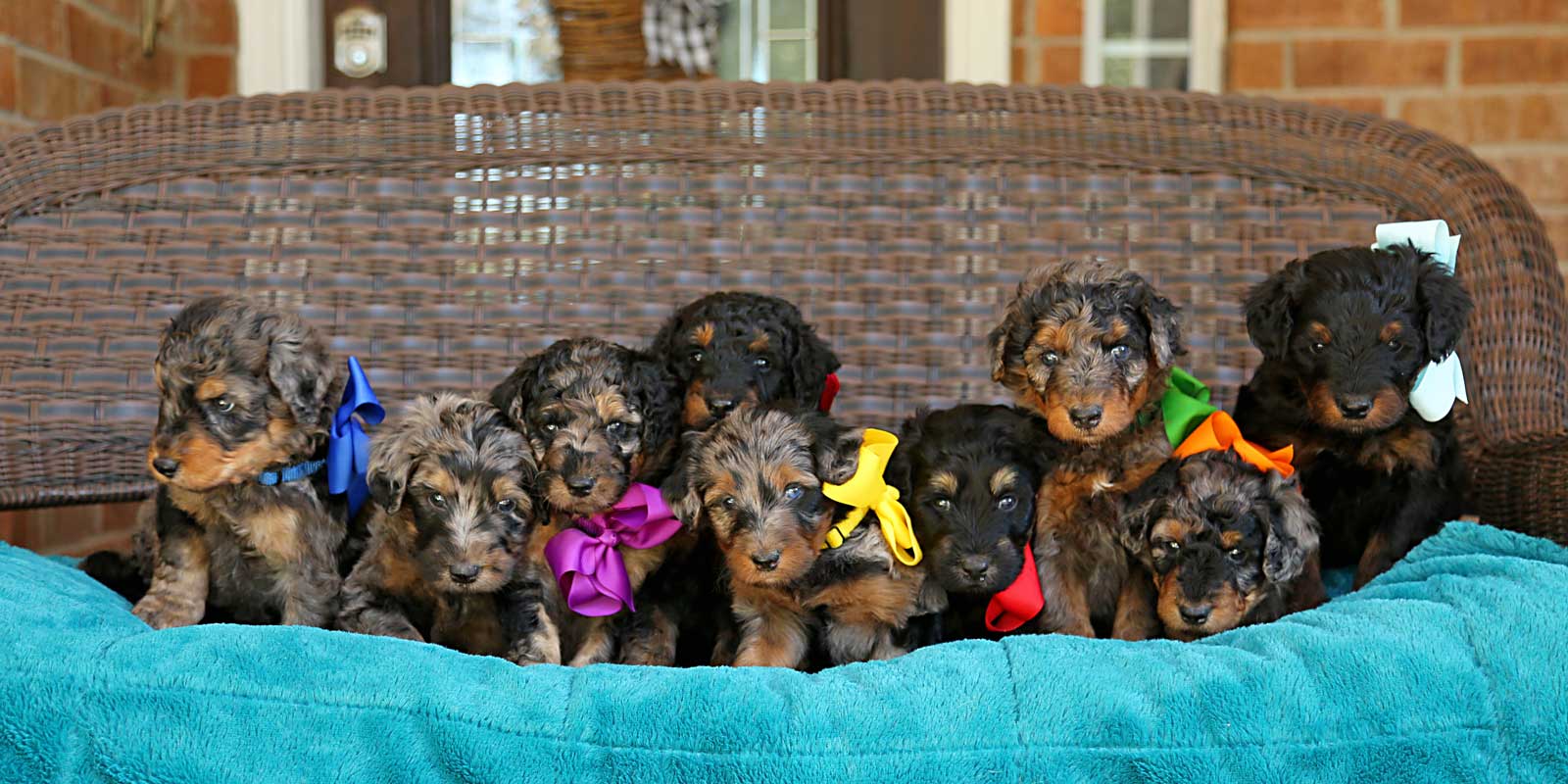 Dee Dee + Kodiak doodle puppies at Life is Better with Doodles