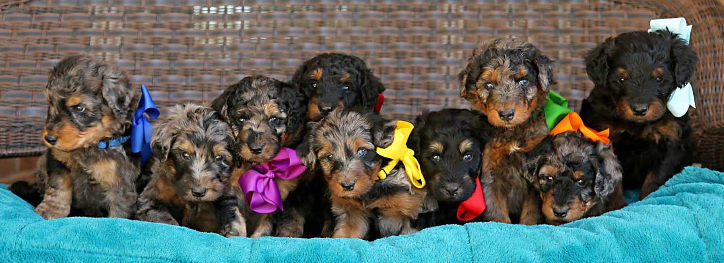 Life is Better with Doodles puppies sitting on a bench