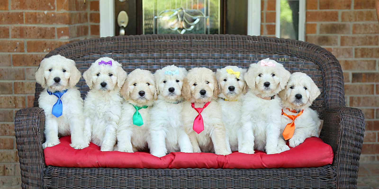 Calleigh + Romeo doodle puppies at Life is Better with Doodles