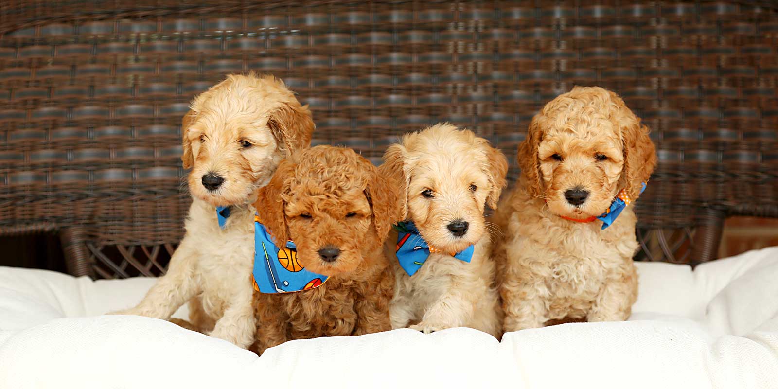 Mia + Jax doodle puppies at Life is Better with Doodles
