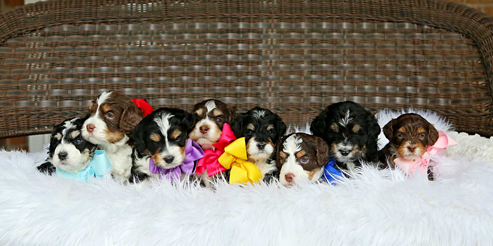 Luna + Koda doodle puppies at Life is Better with Doodles