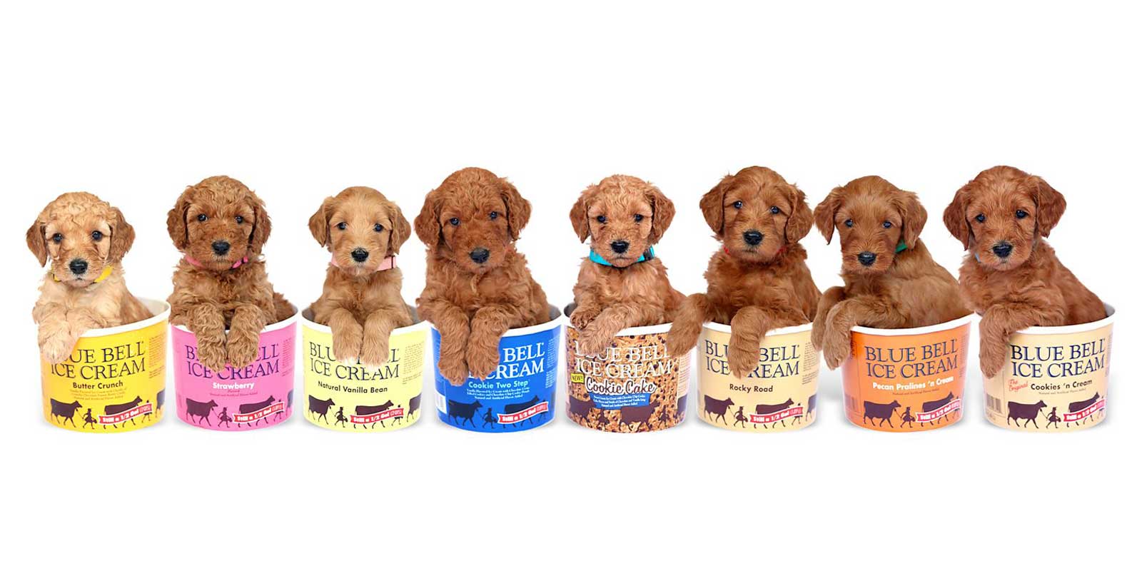 Mia + Jax doodle puppies at Life is Better with Doodles