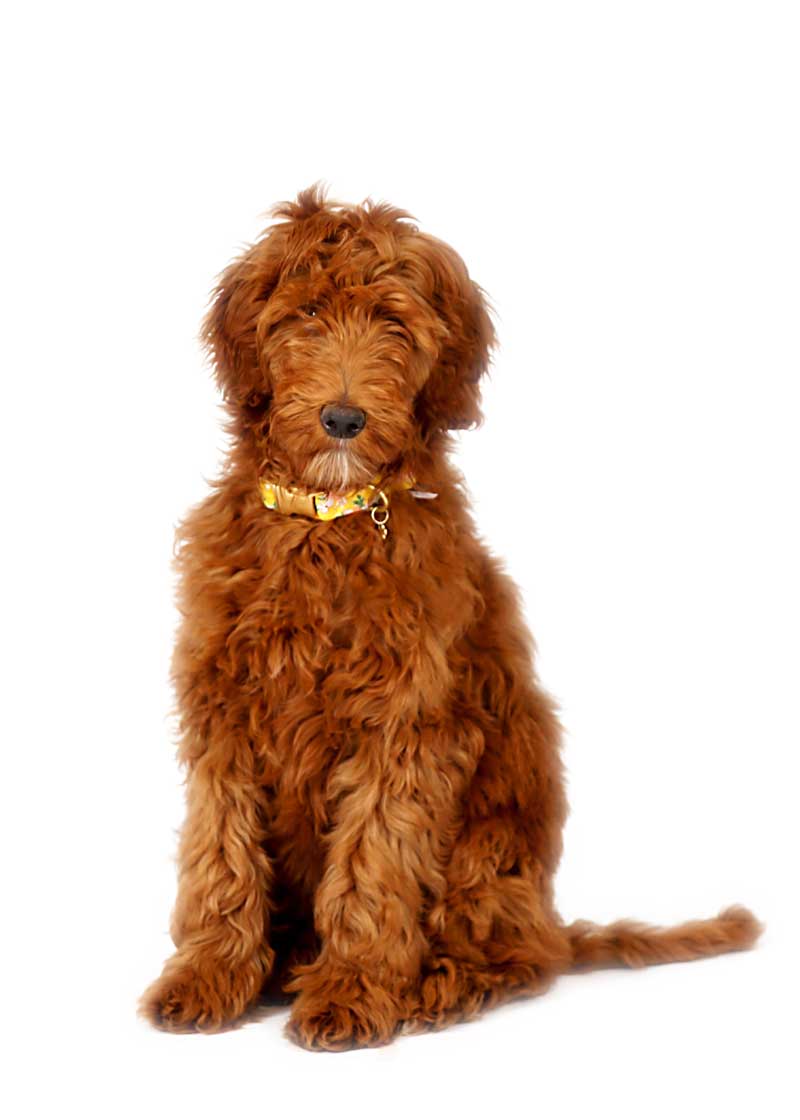 Beatrix is a Mini Multigen Goldendoodle mom at Life is Better with Doodles.