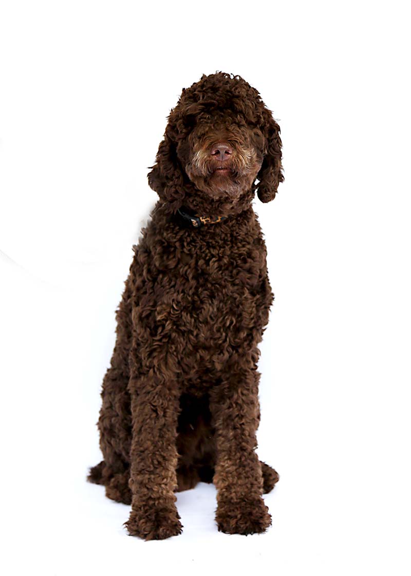 Chewy is a Standard Poodle dad at Life is Better with Doodles.