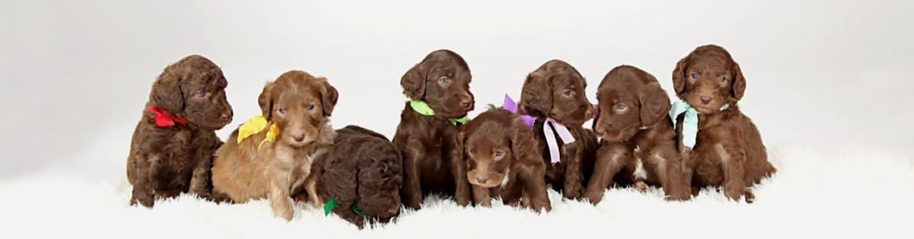 Doodle puppies sitting in a row