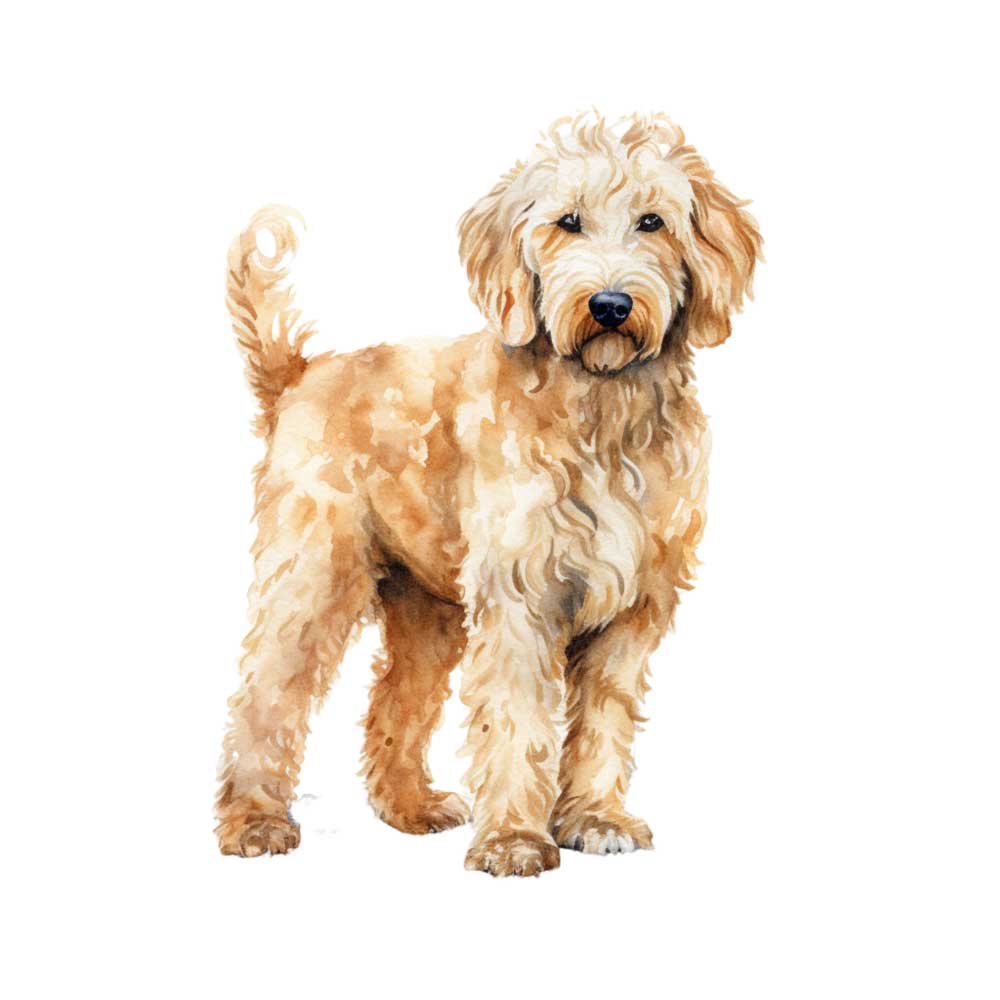 What Is a Goldendoodle? FAQs on the Breed