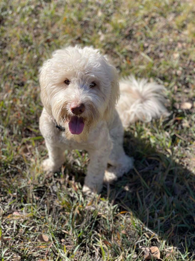 Selah Mountain Dog's Gunnison is a stud for Life is Better with Doodles