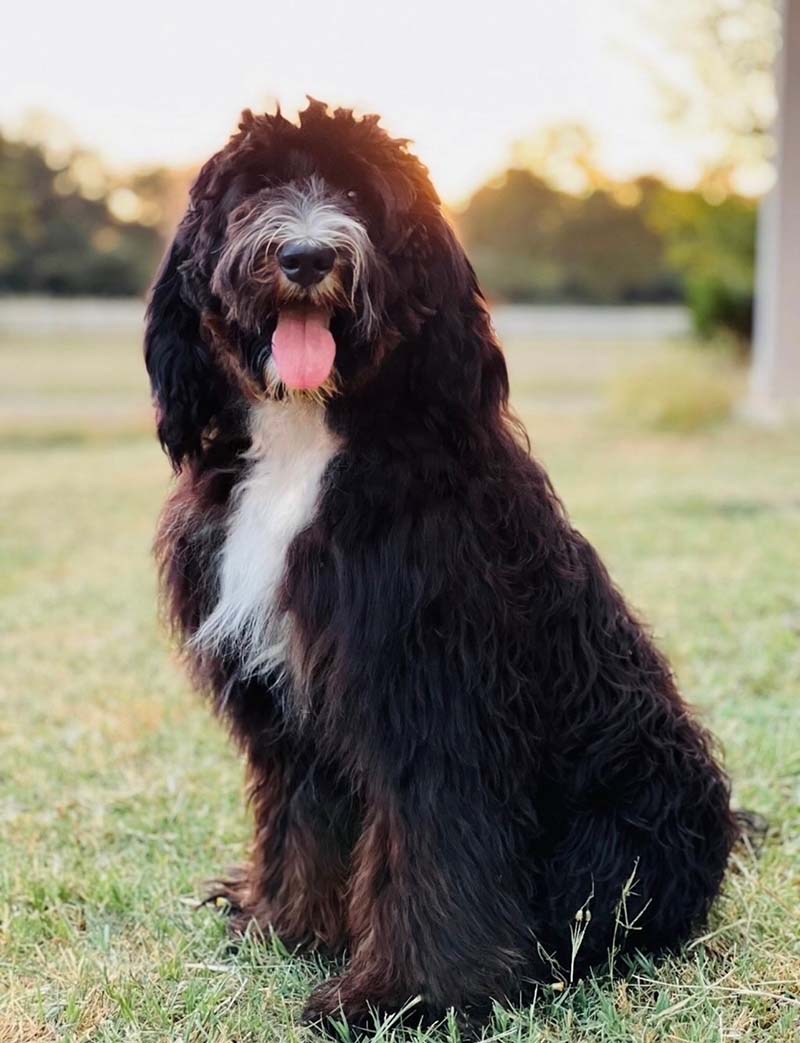 Wildflower Valley’s Lucchese is a stud for Life is Better with Doodles.