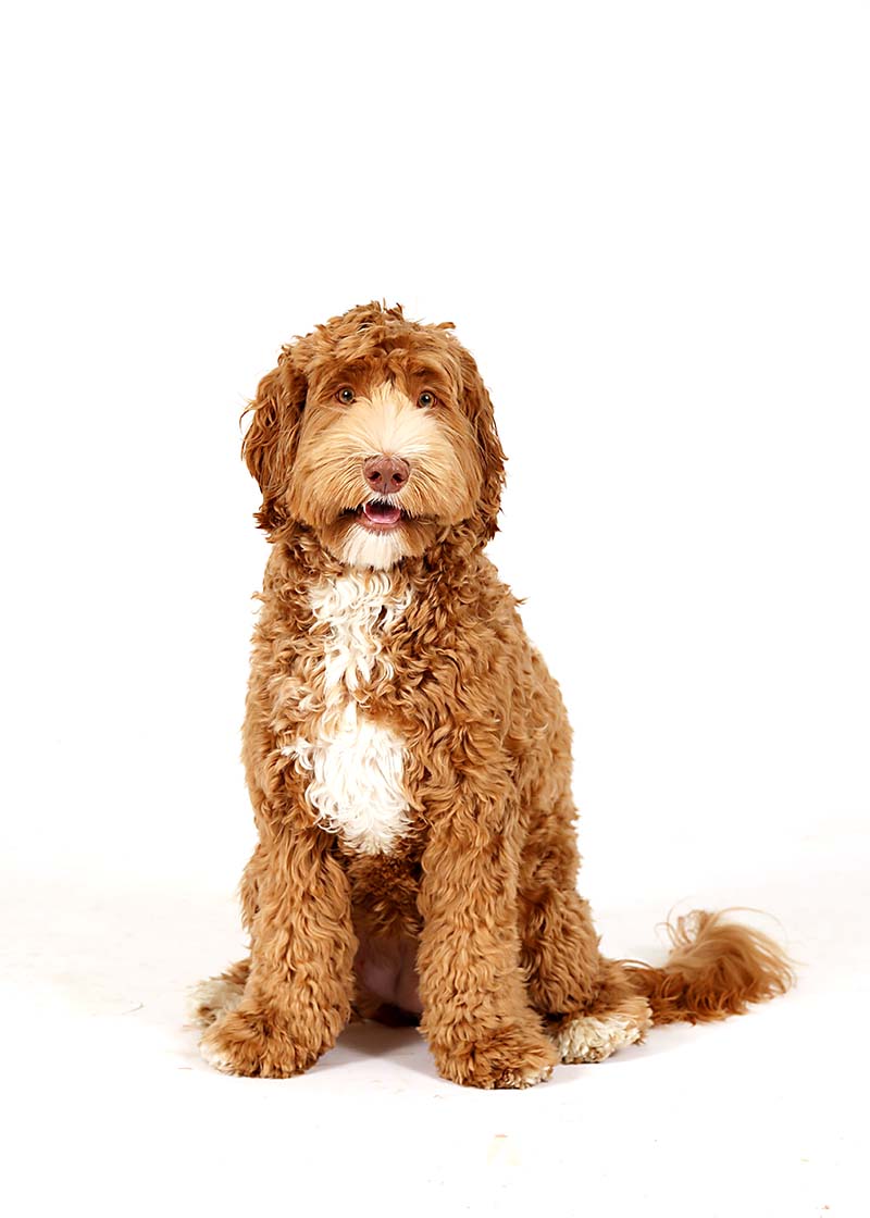 Mila is a Mini Multigen Australian Labradoodle mom at Life is Better with Doodles.
