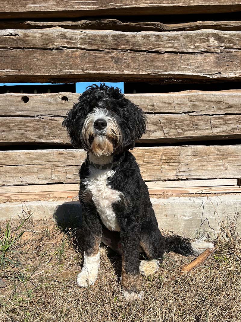 Sweet Pea’s Milo is a stud for Life is Better with Doodles.