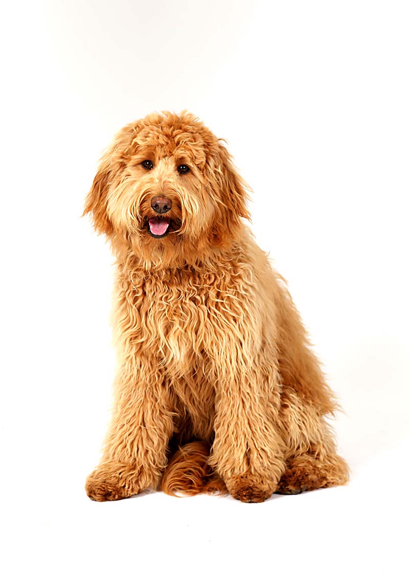Penny is a Medium Multigen Australian Labradoodle mom at Life is Better with Doodles.