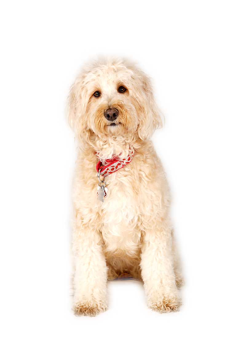 Poppy is a Mini Multigen Goldendoodle at Life is Better with Doodles.
