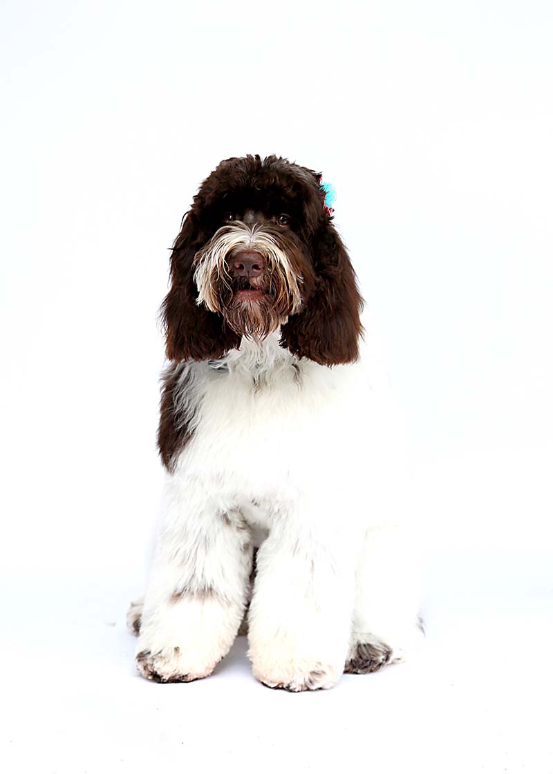 Remi is a Multigen Australian Labradoodle mom at Life is Better with Doodles.