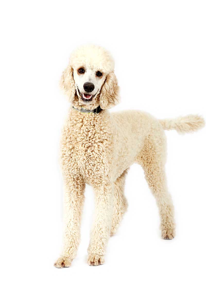 Snowy is a White Standard Poodle mom at Life is Better with Doodles.