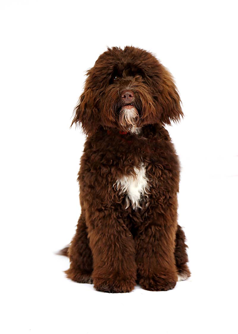 Toby is a MultiGen Australian Labradoodle dad at Life is Better with Doodles.