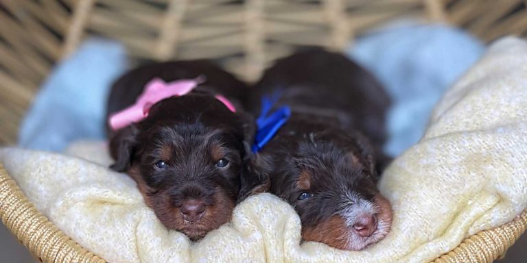 Dee Dee & Milo