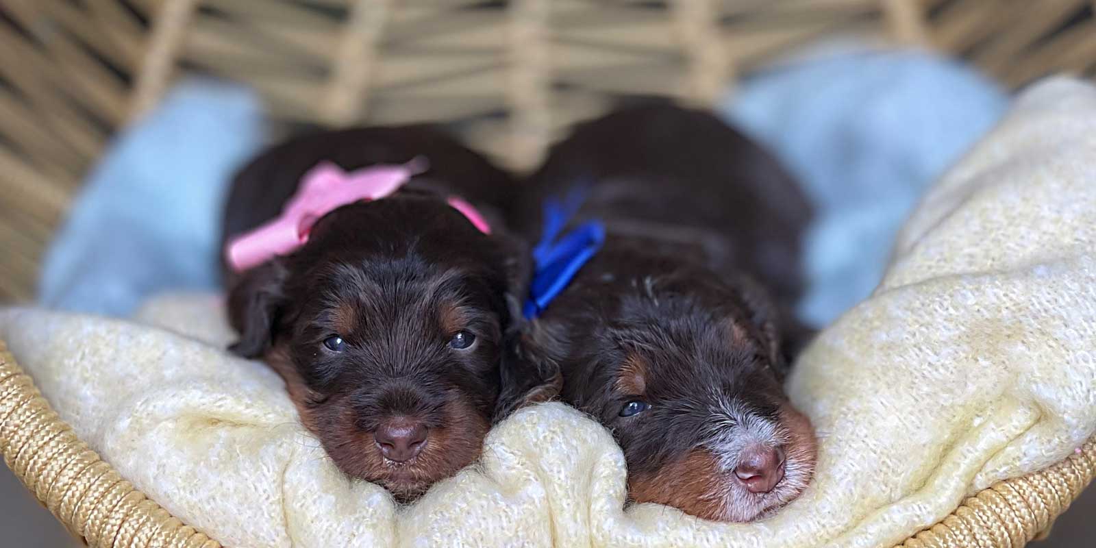 Bernedoodle puppies by Dee Dee and Milo at Life is Better with Doodles