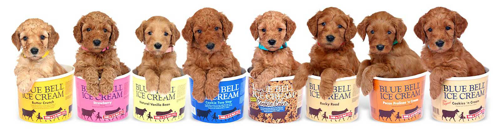 Life is Better with Doodles puppies sitting in blue bell ice cream containers