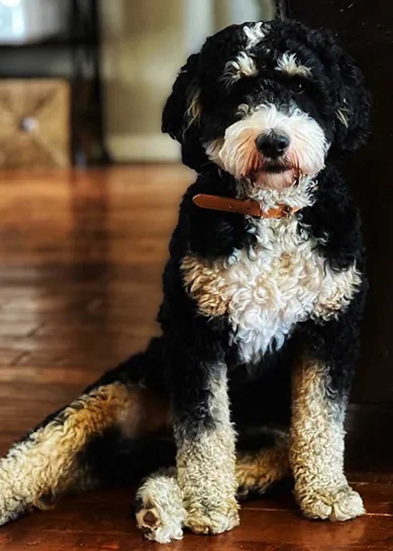 Brody a Bernedoodle stud from Cariad Doodles