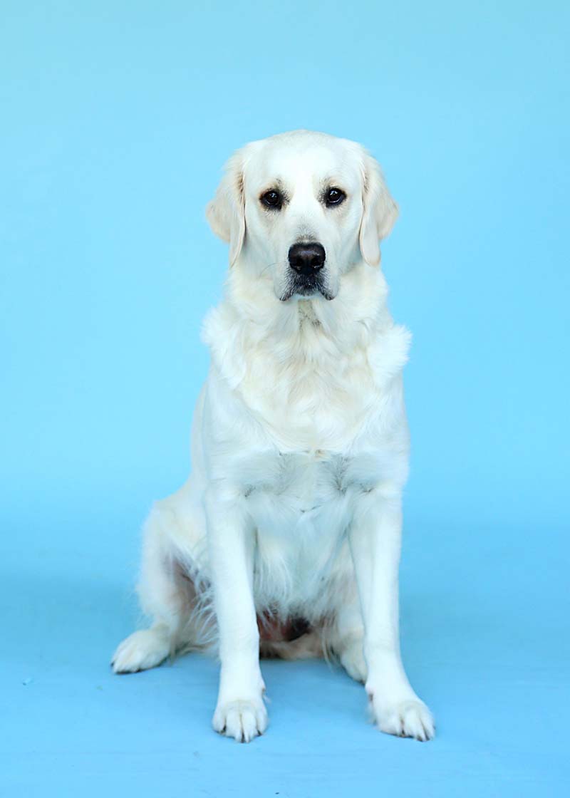 Calleigh is a retired Golden retriever with life is better with doodles