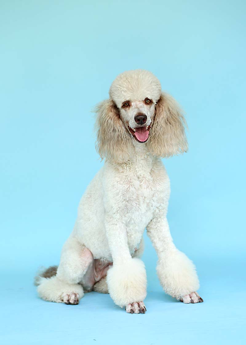 Ginger is a retired standard poodle with life is better with doodles