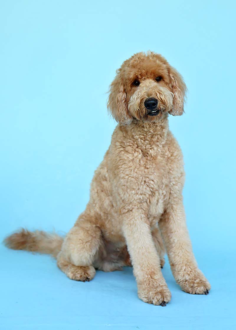 Jax is a retired Goldendoodle with Life is Better with Doodles