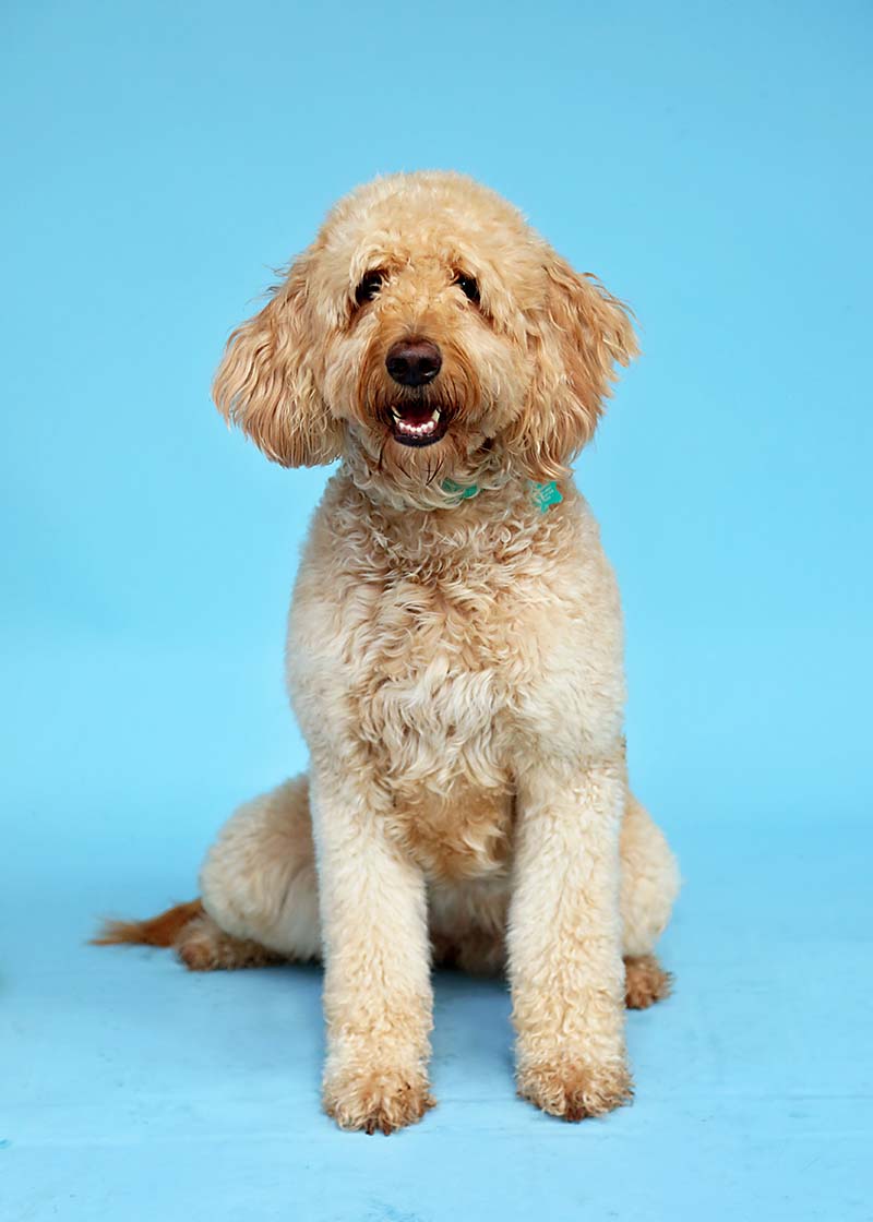 Mia is a retired Goldendoodle with life is better with doodles