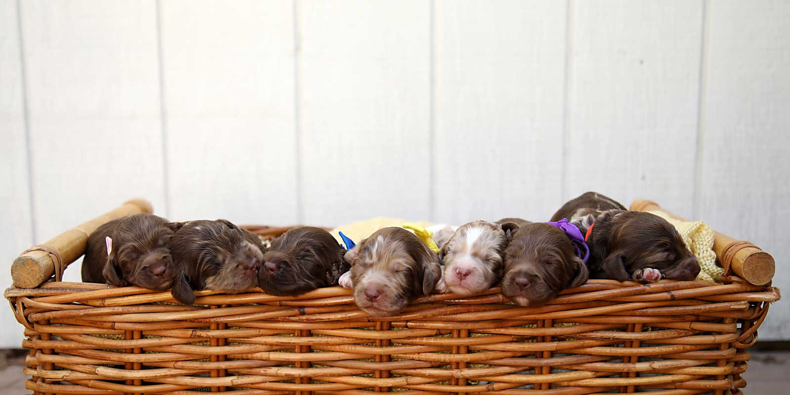Mila and Jeffery Litter of Mini Australian Labradoodles at Life is Better with Doodles.
