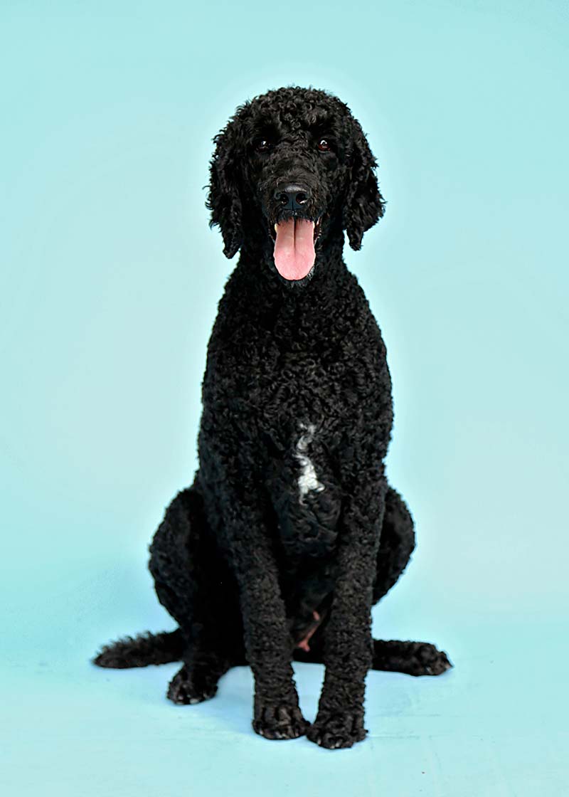Quinn is a retired standard poodle with life is better with doodles