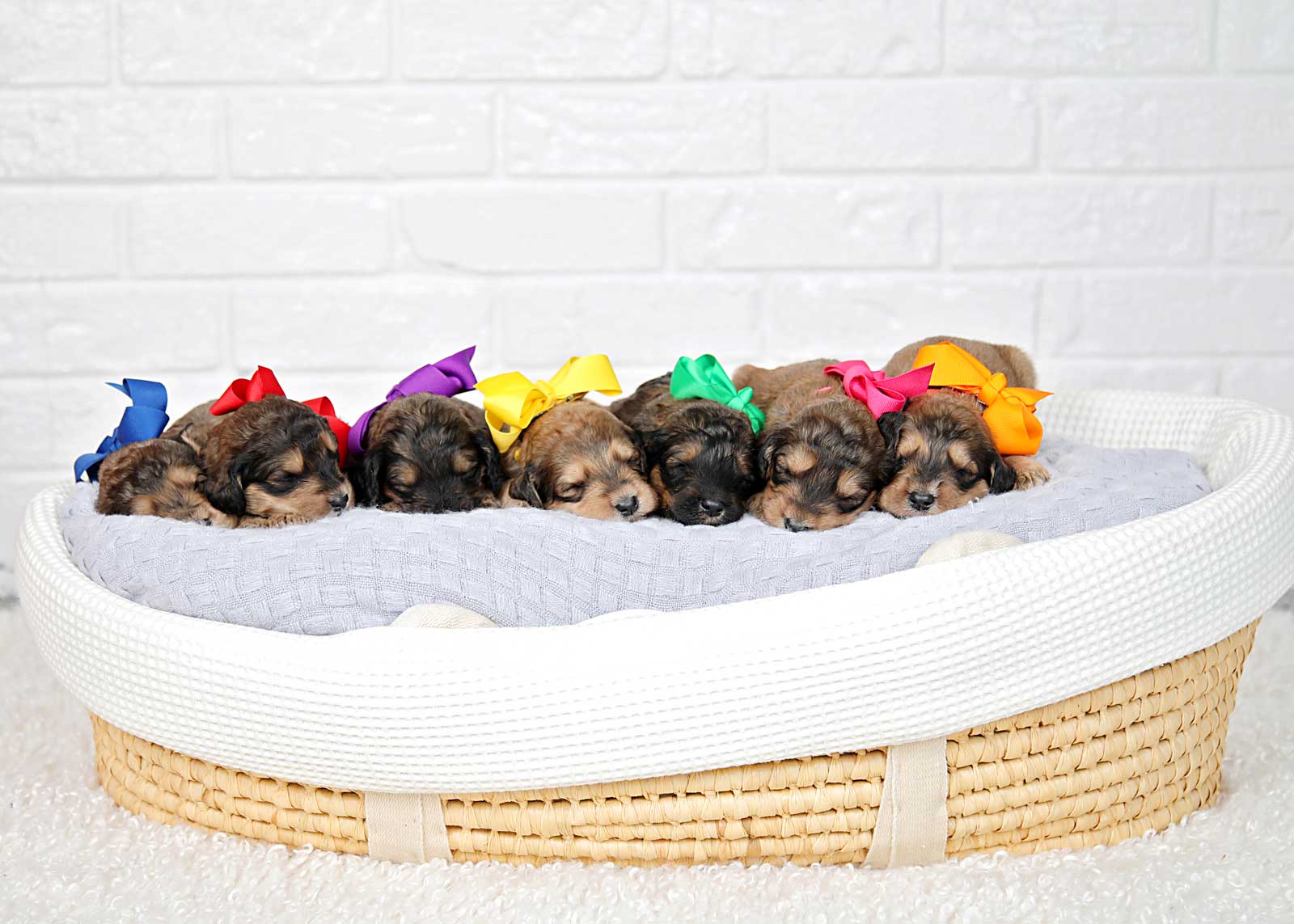 Group of Sable Bernedoodle Puppies that are 2 weeks old laying in a basket.