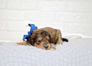Sable Bernedoodle Puppy 2 weeks old wearing a blue ribbon