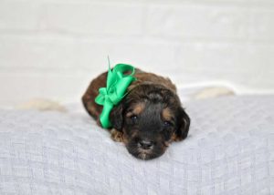 Sable Bernedoodle Puppy 2 weeks old wearing a green ribbon