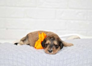 Sable Bernedoodle Puppy 2 weeks old wearing a orange ribbon