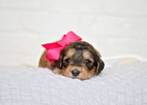 Sable Bernedoodle Puppy 2 weeks old wearing a pink ribbon