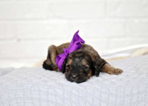 Sable Bernedoodle Puppy 2 weeks old wearing a purple ribbon
