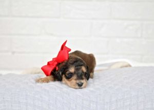 Sable Bernedoodle Puppy 2 weeks old wearing a red ribbon
