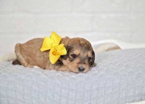 Sable Bernedoodle Puppy 2 weeks old wearing a yellow ribbon