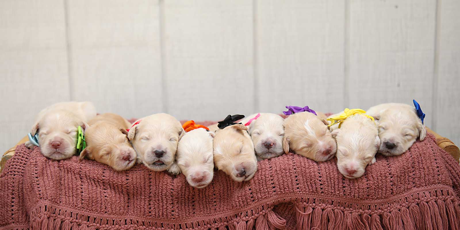 Sadie Jo and Gunnison's Litter of 9 Goldendoodle puppies