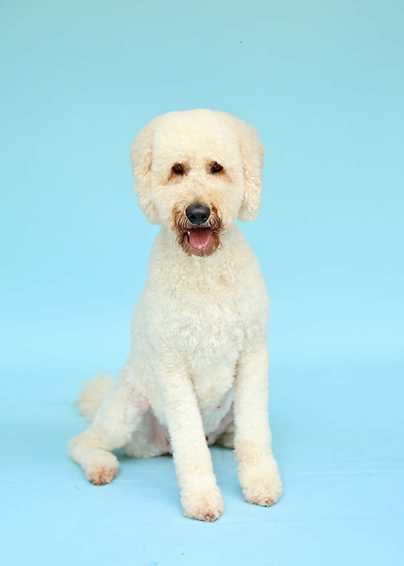 Sadie is a retired goldendoodle with life is better with doodles